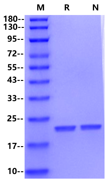 IL-11 Protein, Human
