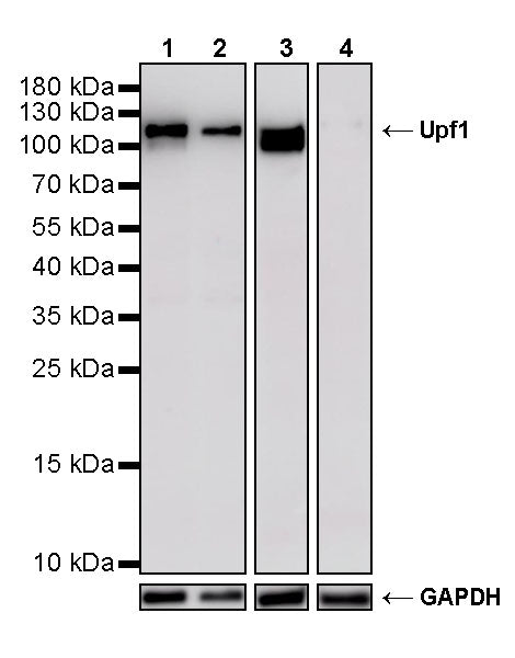 Upf1 Rabbit Polyclonal Antibody