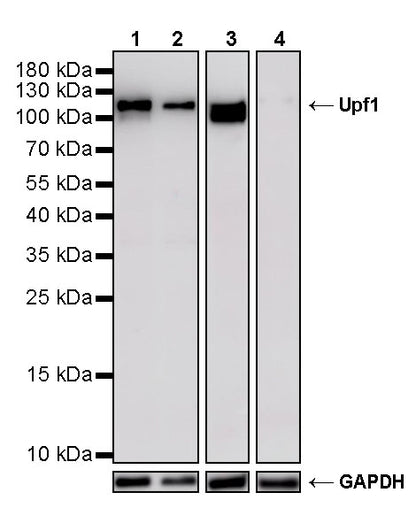 Upf1 Rabbit Polyclonal Antibody