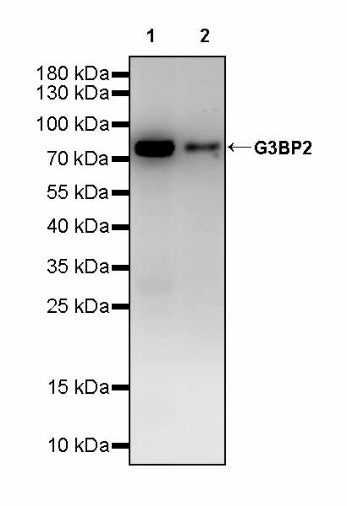 G3BP2 Recombinant Rabbit mAb (S-2386-66)