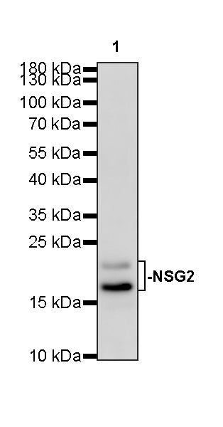 NSG2 Recombinant Rabbit mAb (S-3789-136)