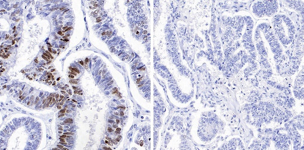 Phospho-gamma H2A.X (Ser139) Recombinant Rabbit mAb (S-981-56)