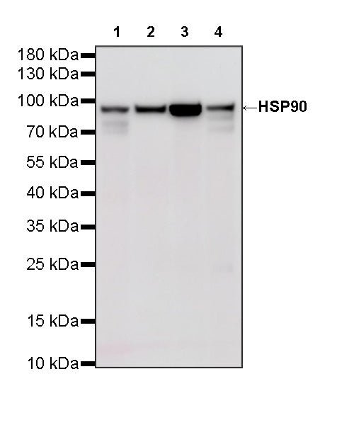 HSP90 Recombinant Mouse mAb (S-5484)