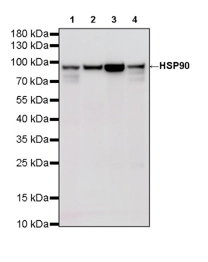 HSP90 Recombinant Mouse mAb (S-5484)