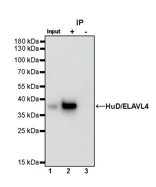 HuD/ELAVL4 Recombinant Rabbit mAb (S-1351-159)