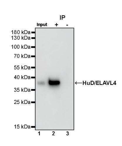 HuD/ELAVL4 Recombinant Rabbit mAb (S-1351-159)