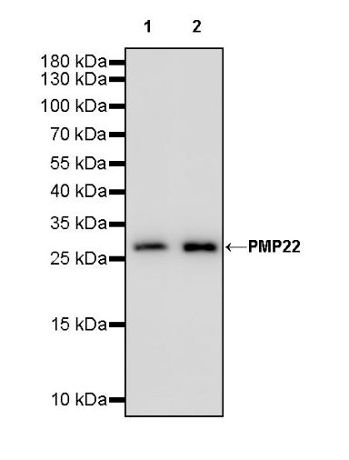 PMP22 Recombinant Rabbit mAb (S-754-145)