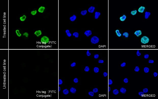 His tag Recombinant Rabbit mAb (FITC Conjugate) (S-1398-151)