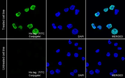 His tag Recombinant Rabbit mAb (FITC Conjugate) (S-1398-151)