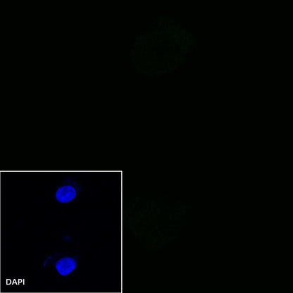CD80 Recombinant Rabbit mAb (S-288-177)
