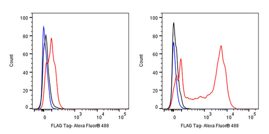 FLAG Tag Recombinant Rabbit mAb (Alexa Fluor® 488 Conjugate Conjugate) (S-589-8)