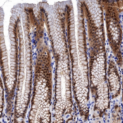 S-RMab® GST-π Recombinant Rabbit mAb (SDT-561-78)