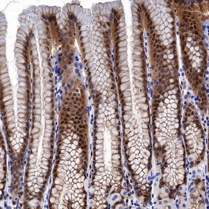 S-RMab® GST-π Recombinant Rabbit mAb (SDT-561-78)