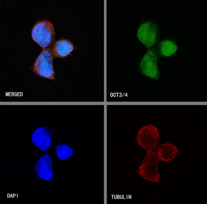 OCT3/4 Recombinant Rabbit mAb (SDT-165-76)