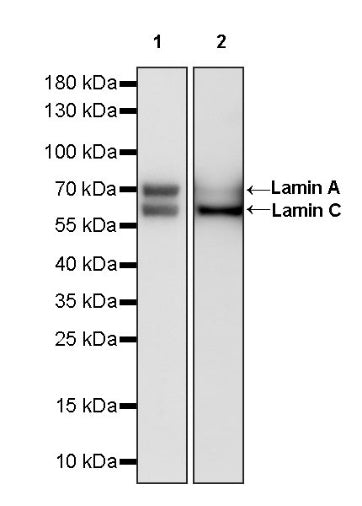 Lamin A/C Recombinant Rabbit mAb (S-950-164)