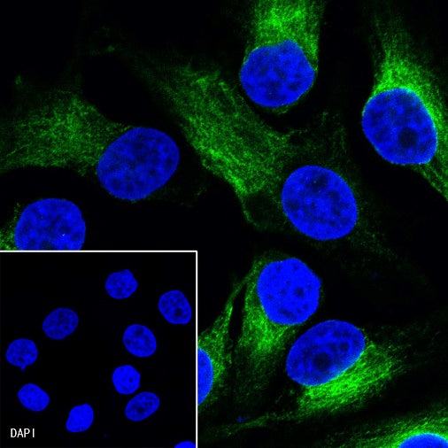 α-tubulin Mouse mAb (S-364-1)