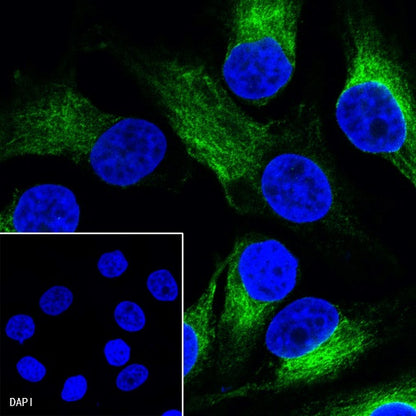α-tubulin Mouse mAb (S-364-1)