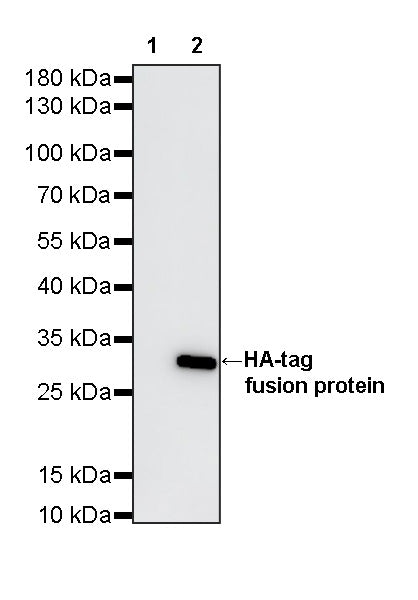 HA Tag Recombinant Mouse mAb (S-5404)