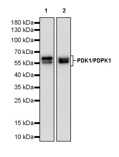 PDK1/PDPK1 Recombinant Rabbit mAb (S-3050-116)