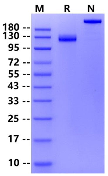 Biotinylated Siglec-2/CD22 Fc&Avi Tag Protein, Human