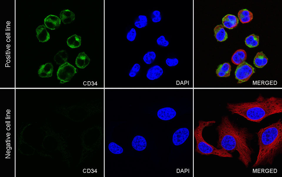 CD34 Recombinant Rabbit mAb,PBS Only (SDT-051-68)