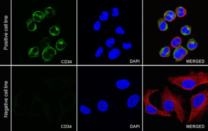 CD34 Recombinant Rabbit mAb,PBS Only (SDT-051-68)