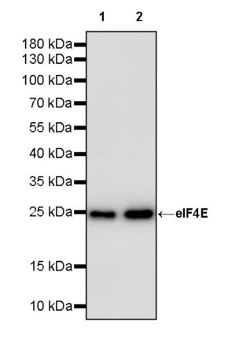 eIF4E Rabbit Polyclonal Antibody