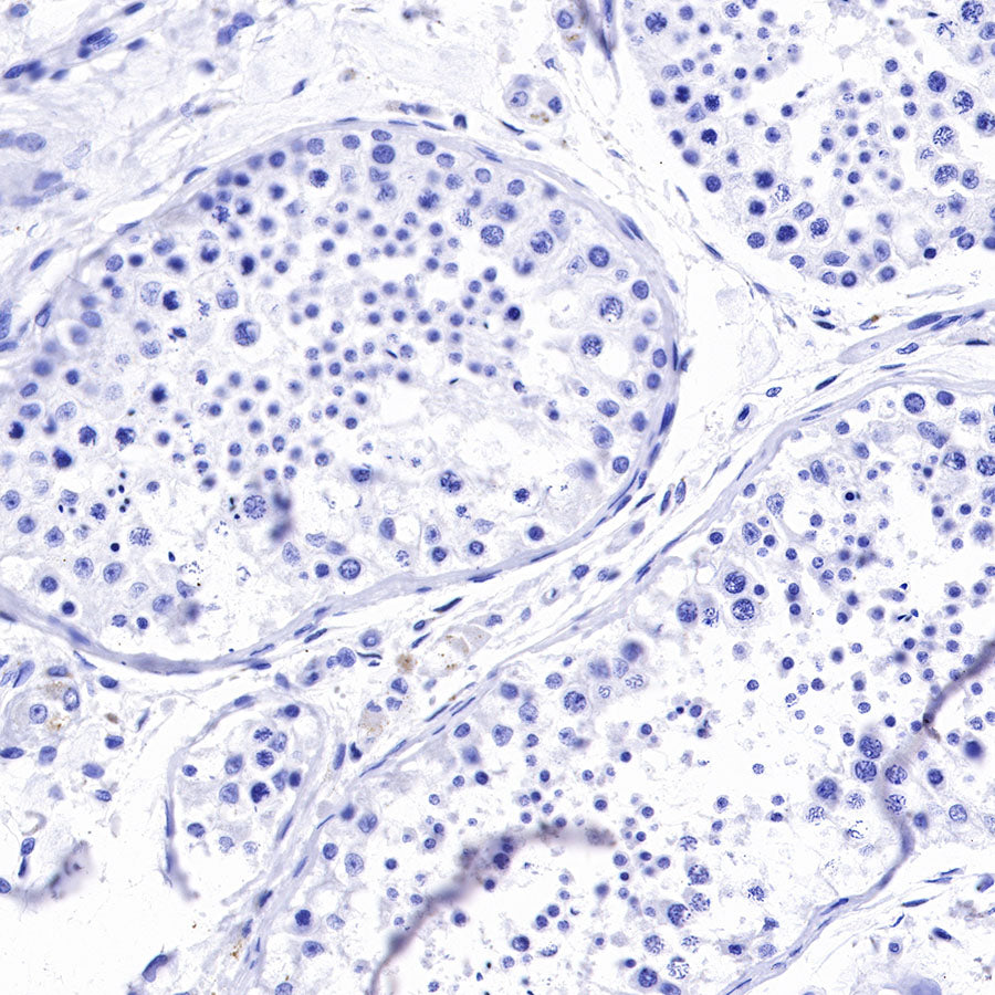 S-RMab® CD3 epsilon Recombinant Rabbit mAb,PBS Only (SDT-R137)