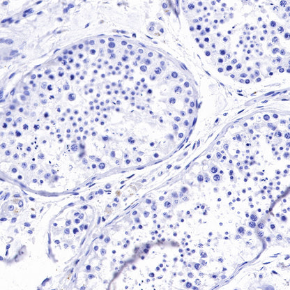 S-RMab® CD3 epsilon Recombinant Rabbit mAb,PBS Only (SDT-R137)
