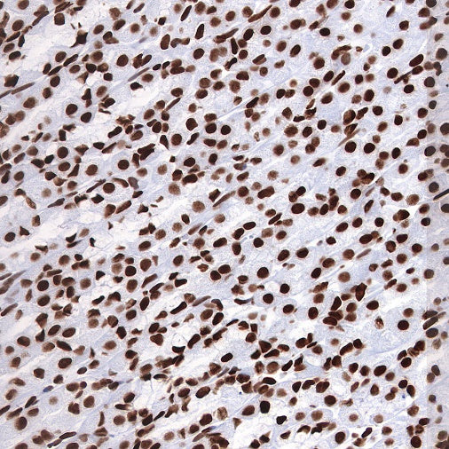 Histone H3 (acetyl K9) Rabbit polyclonal antibody
