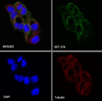 FGFR4/CD334 Recombinant Rabbit mAb (S-278-15)