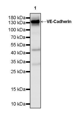 VE-Cadherin Recombinant Rabbit mAb (S-1291-239)