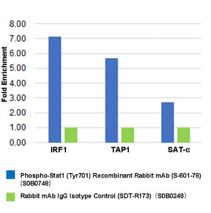 Phospho-Stat1 (Tyr701) Recombinant Rabbit mAb (S-601-78)