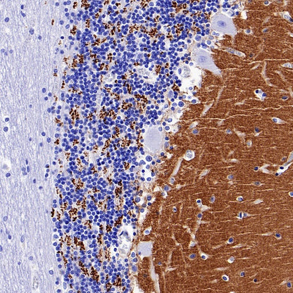Vesicular Glutamate Transporter 1 (VGLUT1) Recombinant Rabbit mAb (S-1118-58)
