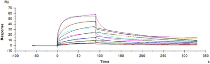 CD47 His Tag Protein, Human