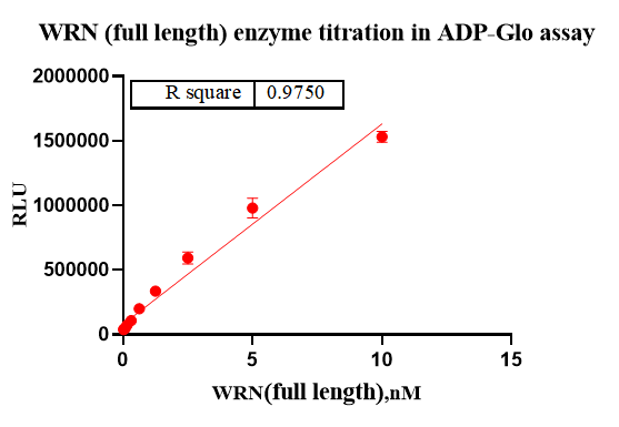 WRN Protein,Human