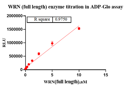 WRN Protein,Human