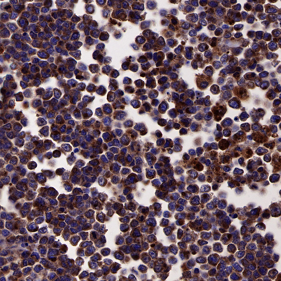 CD63 Recombinant Rabbit mAb,PBS Only (SDT-230-3)