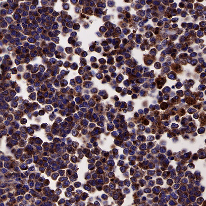 CD63 Recombinant Rabbit mAb,PBS Only (SDT-230-3)