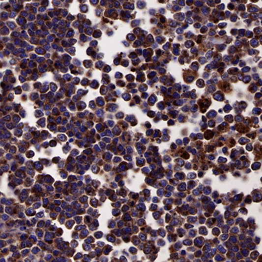 CD63 Recombinant Rabbit mAb,PBS Only (SDT-230-3)