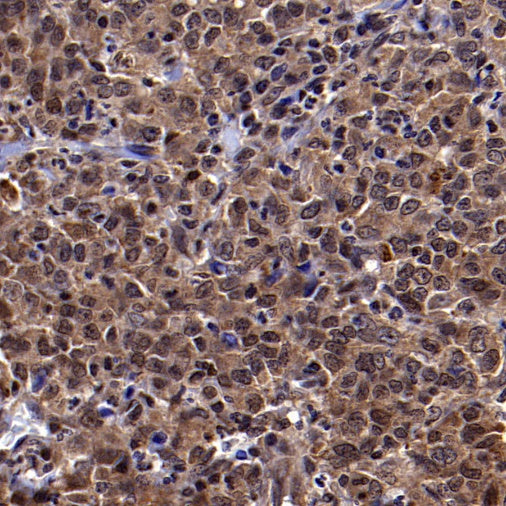 Superoxide dismutase Rabbit Polyclonal Antibody