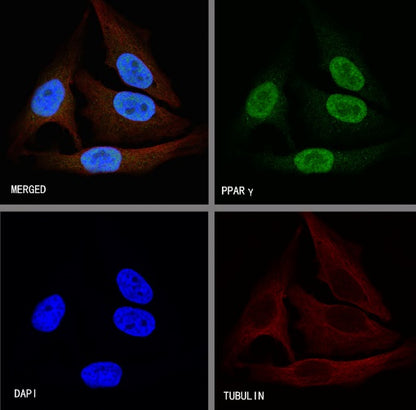 PPARγ Recombinant Rabbit mAb (SDT-556-108)