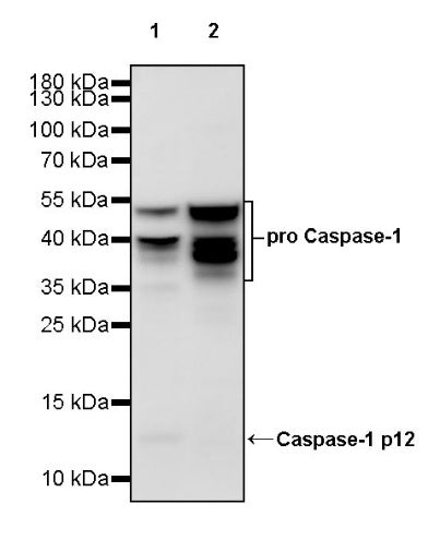 pro Caspase-1 + p10 + p12 Recombinant Rabbit mAb (S-3500)