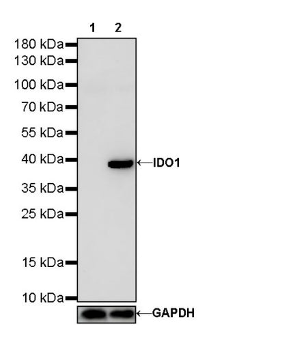 IDO1/Indoleamine 2,3-dioxygenase Recombinant Rabbit mAb (S-R225)