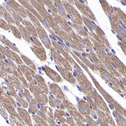 TOMM40 Rabbit Polyclonal Antibody