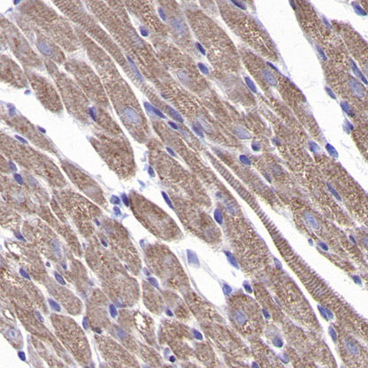 TOMM40 Rabbit Polyclonal Antibody