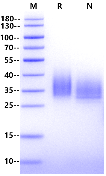 SCF Protein, Northern mallard