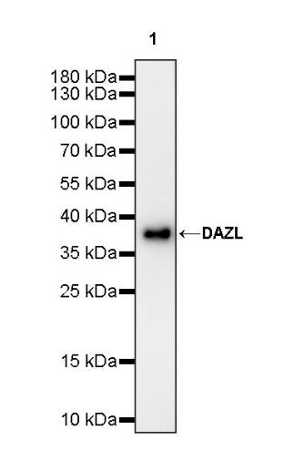 DAZL Recombinant Rabbit mAb (S-1552-6)