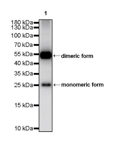 SLC31A1 Rabbit Polyclonal Antibody