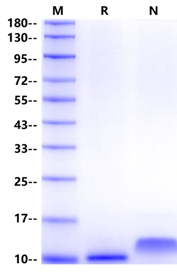 MIP-1α/CCL3 Protein, Human
